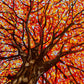 Autumn Tree