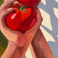 Tomato Harvest - Reserved