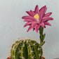 Blooming cactus