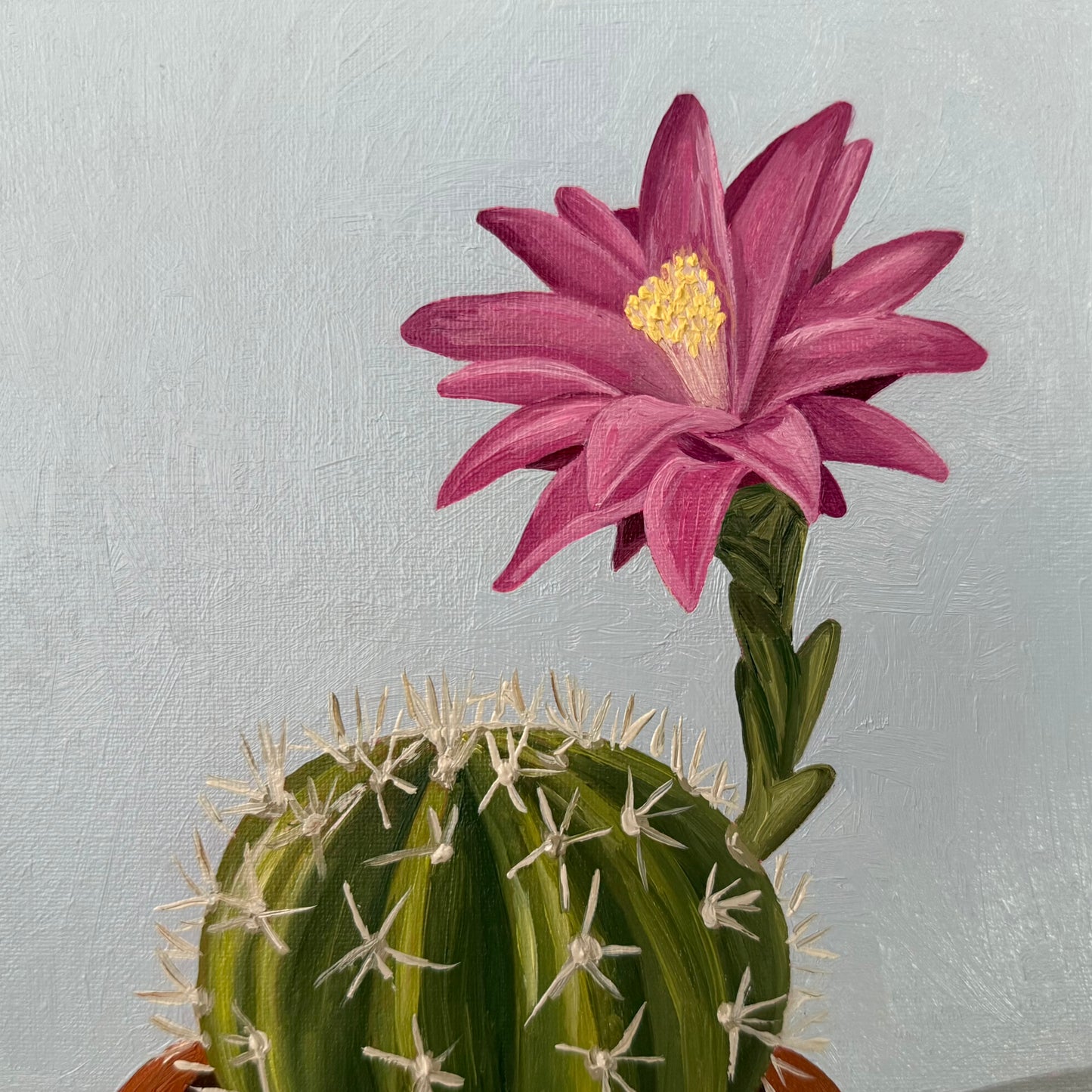 Blooming cactus