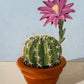 Blooming cactus