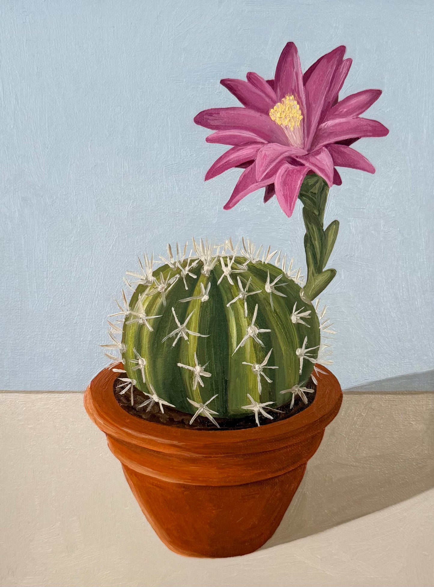 Blooming cactus